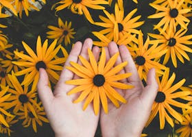 Close-up of hands holding vibrant yellow daisies, showcasing natural beauty and floral pattern.